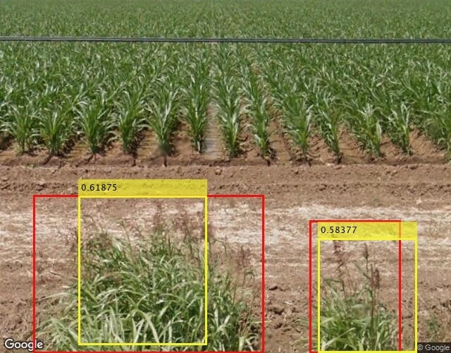 Red and yellow rectangles identify johnsongrass in an image that includes rows of crops