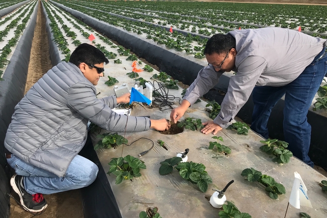 Tapan Pathak wearing a light gray puffy jacket and sunglasses, left, and Mahesh Maskey, poke wires into a hole in the plastic mulch surrounded by strawberry plants.