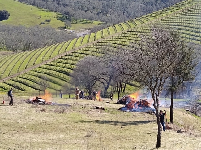 Three piles of brush flame at the edge of a sloping vineyard.
