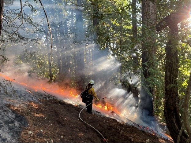 A member of the Central Coast Prescribed Burn Association holds a hose in one hand while observing the flames at the base of trees in a forest.