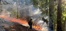 Professional foresters, forest managers and fire practitioners will gather for prescribed fire training. Photo by Barbara Satink Wolfson for Green Blog Blog