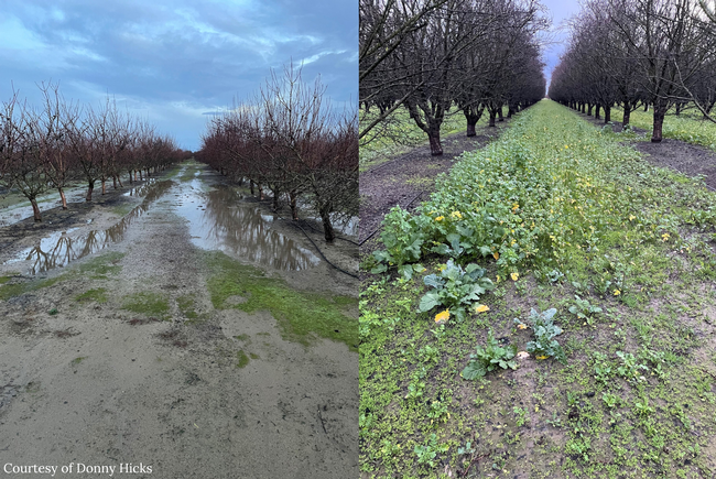Side by side photos of orchards with and without cover crops. Water pools between tree rows of the orchard without cover crops.