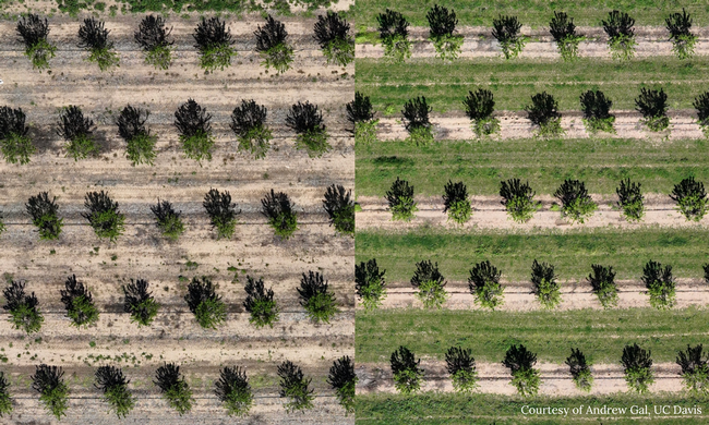 Drone aerial shots of a orchards with and without cover crops.