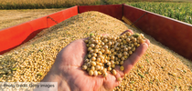 Increased demand to be used as feedstock for renewable fuels is pulling edible vegetable oils such as soybean oil from the food system. Credit: Getty images for Green Blog Blog