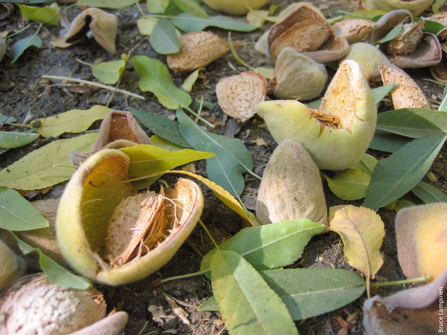 Almonds in the shell and split hulls lay on the orchard floor amid green leaves.