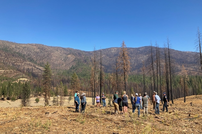 A group of people survey a landscape being restored after a wildfire, with mountains as a backdrop