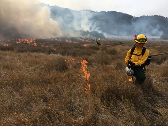 Dressed in yellow protective helmets and jackets, prescribed burn personnel use drip torches to ignite dry grass in a pasture.