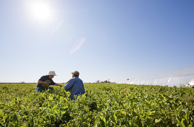 Michael Yang talks to a farmer in a green field