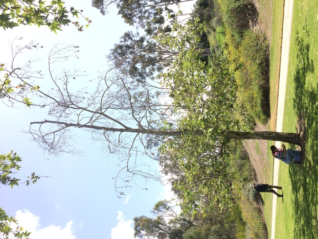 A severely infested sycamore shows major branch dieback