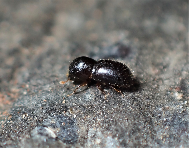 Adult female invasive shothole borer