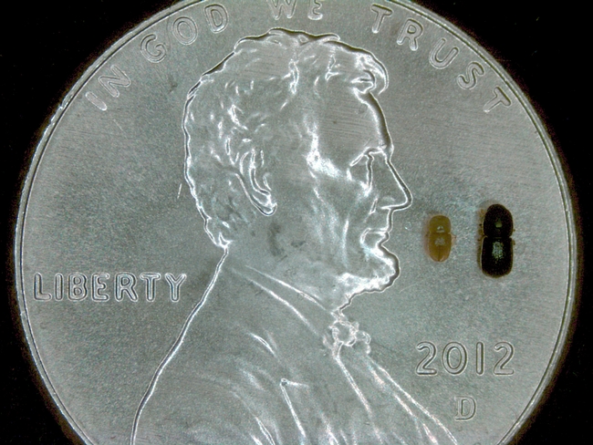 A larger female and smaller male ISHB on a penny to show their tiny size