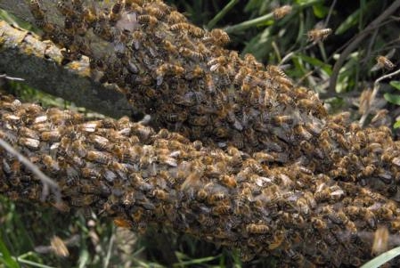 Spring Bee Swarms Are No Cause For Alarm - Green Blog - ANR Blogs