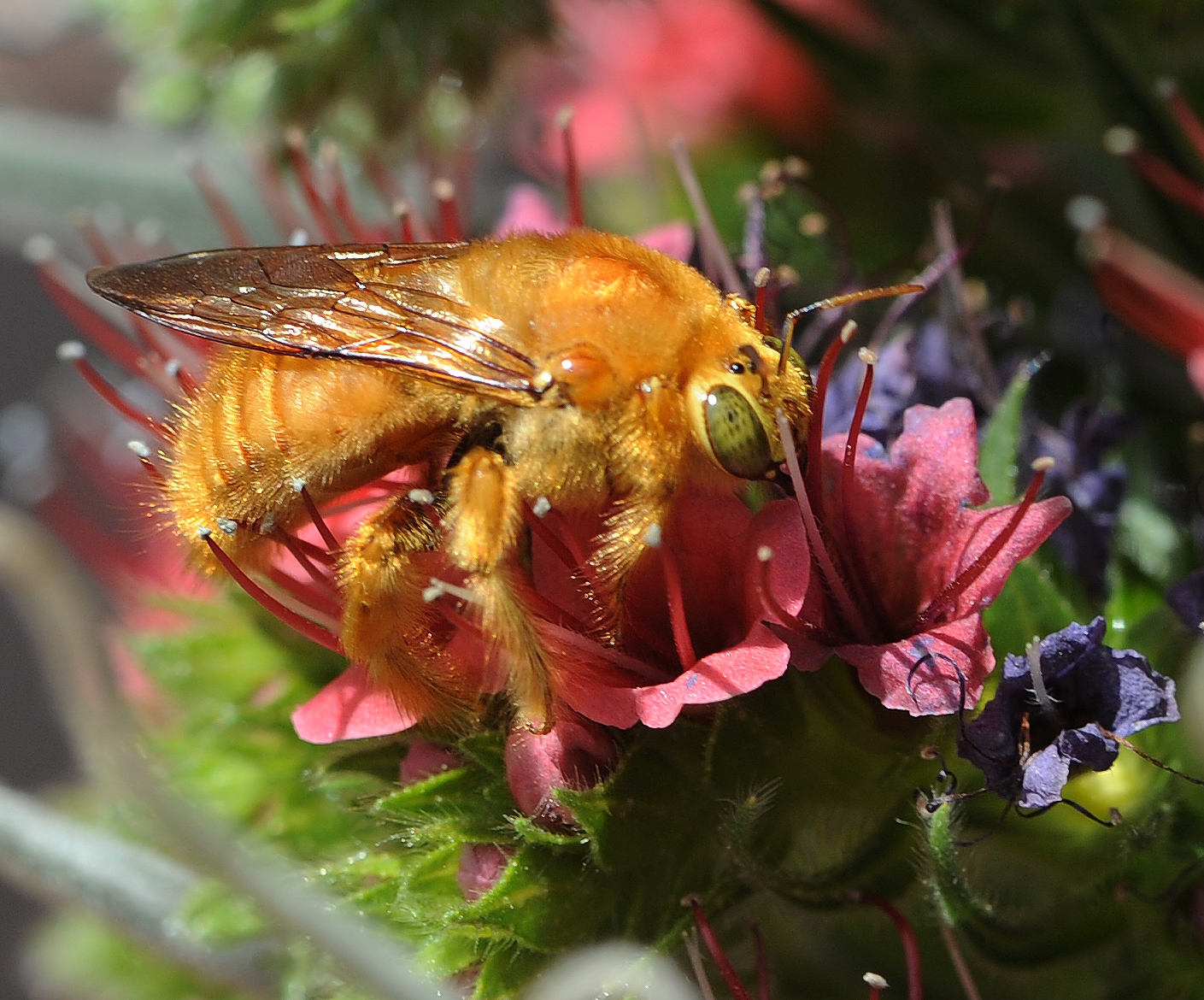 Carpenter Bees Bee Ing Important Pollinators Green Blog Anr Blogs