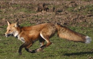 Sacramento Valley red fox. (Photo: Ben Sacks)