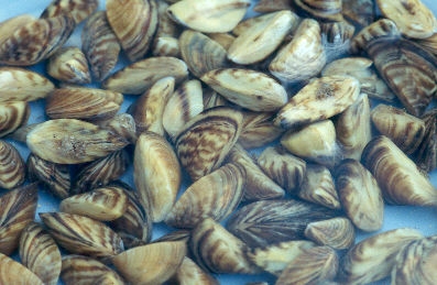 Zebra mussels (photo by Amy Benson / U.S. Geological Survey)