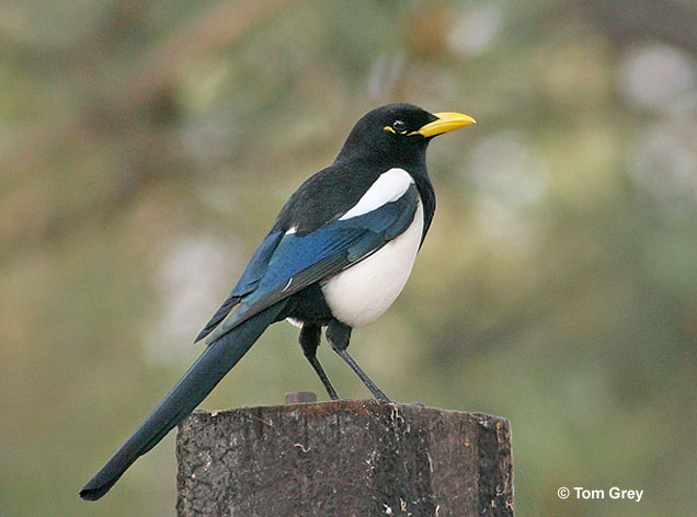 Yellow billed magpie.