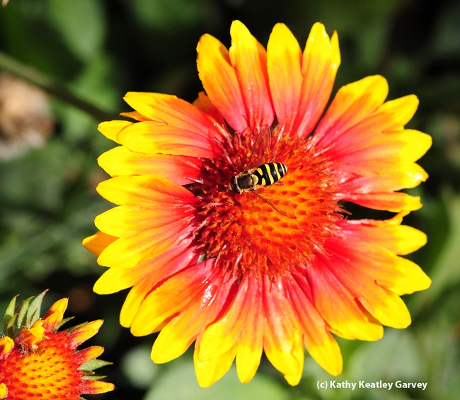 This floral visitor, a syrphid fly, is often mistaken for a honey bee. (Photo by Kathy Keatley Garvey)