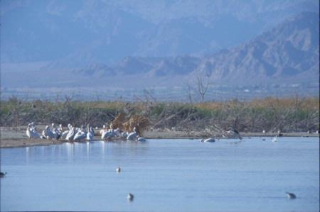 Pelicans stand on the shores of the Salton Sea.