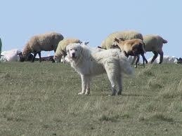 Try spotting sheep dogs among grazing sheep.