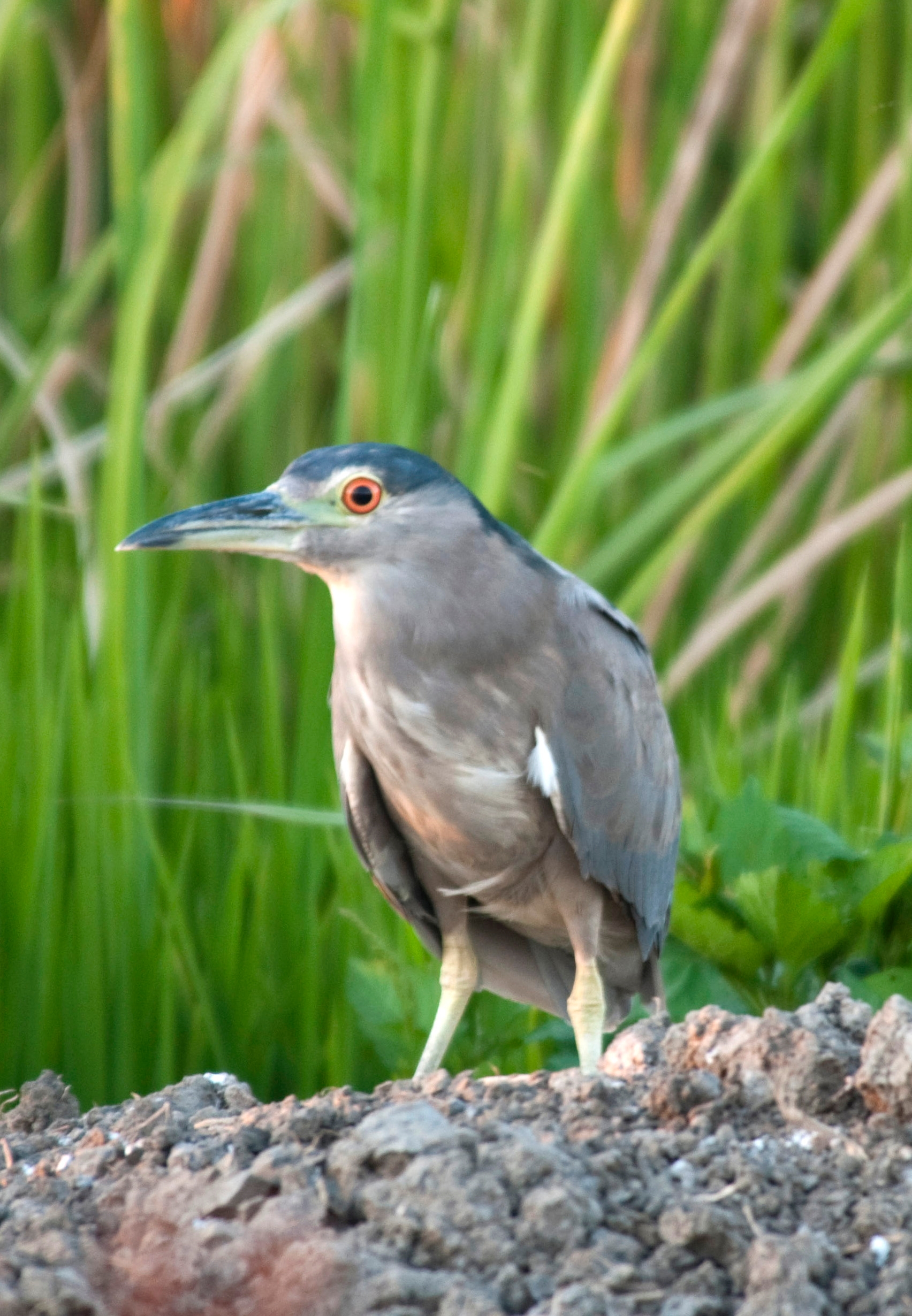 Flood Protection, Agriculture, Fish And Wildlife Coexist In The Yolo 