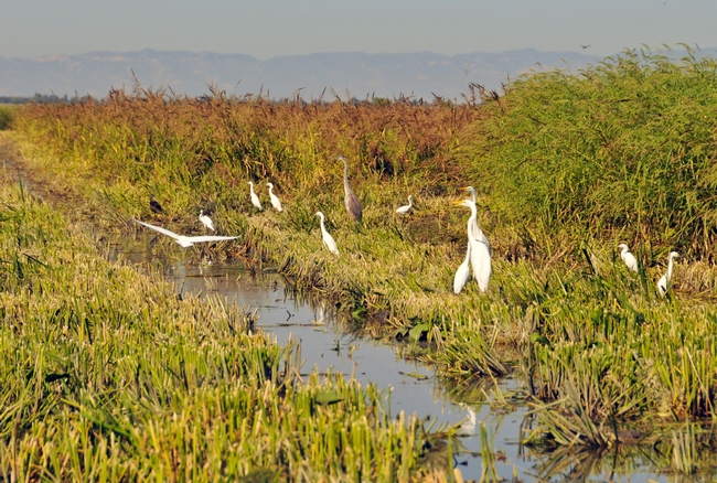 Egrets, herons, and other birds feast in a wild rice field in the Yolo Bypass. (Photo by Trina Wood)