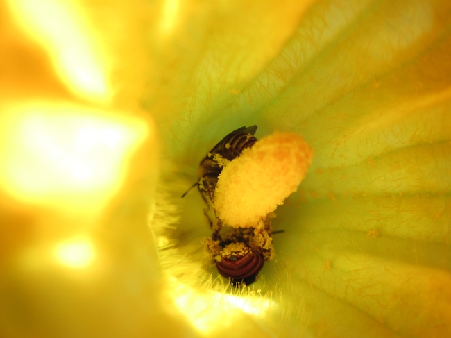 Female and male squash bees on male plant