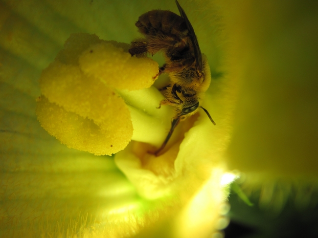 Female squash bee on female flower