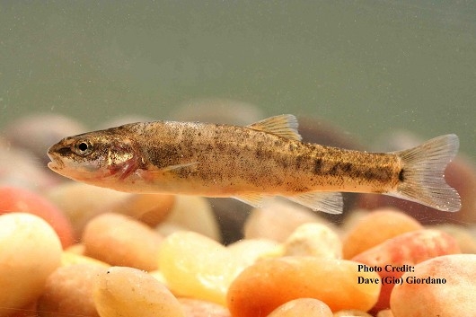 Speckled Dace in the Owens Valley are on a list of the 20 native fish threatened with extinction in the next 100 years.
