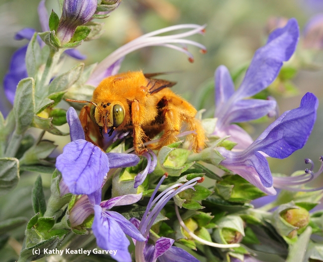 A male Valley carpenter bee,  Xylocopa varipuncta. (Photo by Kathy Keatley Garvey)