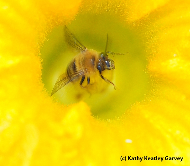Male squash bee, Peponapis pruinosa. (Photo by Kathy Keatley Garvey)