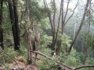 Dead tanoaks in a redwood forest in the scientists’ California study area, pre-fire. (photo: Kerri Frangioso/UC Davis)