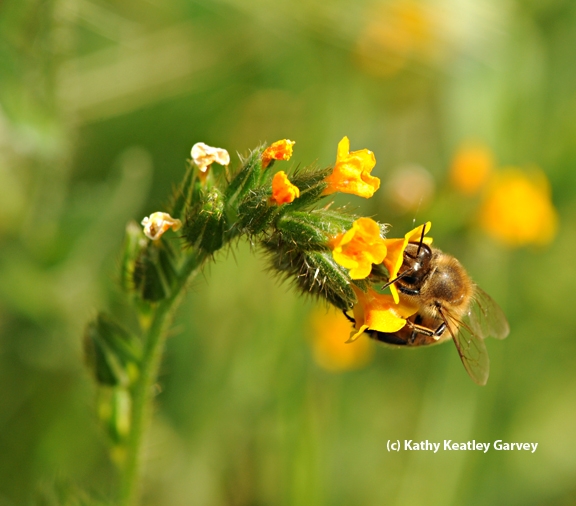 Honey bee foraging on fiddleneck, Amsinckia spp. (Photo by Kathy Keatley Garvey)