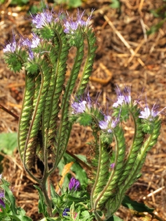 Phacelia, a California native plant. (Photo by Kathy Keatley Garvey