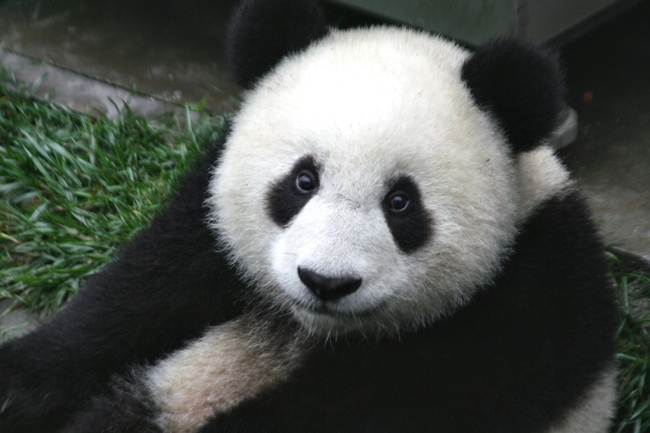 7-month-old baby panda cub in Wolong Nature Reserve, China. Photo: Courtesy of Sheila Lau