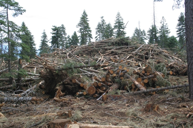 Slash pile in Tahoe National Forest, Last Chance project.