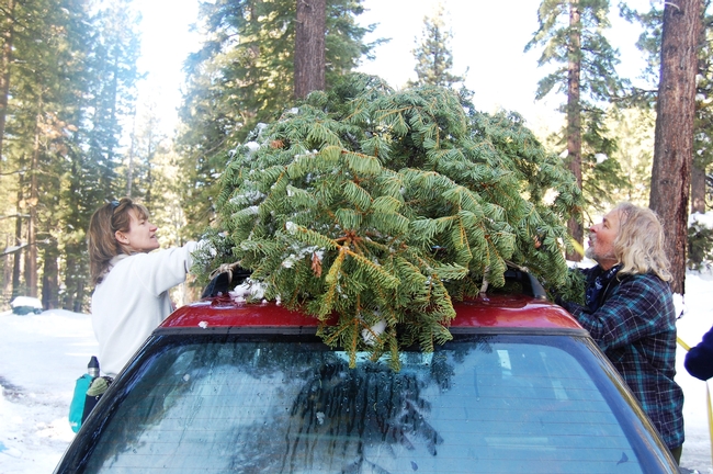 Securing Christmas tree to the car