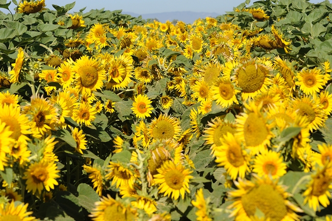 sunflowerfieldmaleKKG4