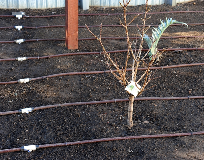 A newly planted peach tree among the drip lines. (Photo by Kathy Keatley Garvey)