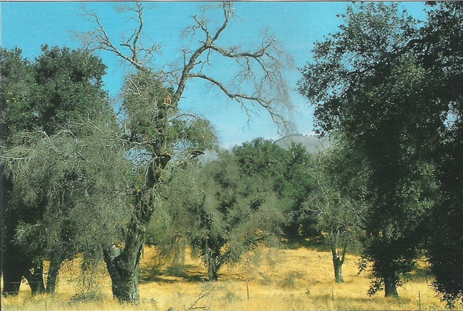 Along with insects and disease, the drought of 1987-1992, was apparently contributed to the decline and death of these California live oak trees.