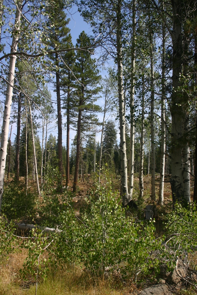 New aspen saplings are growing in a forest where conifers where harvested.