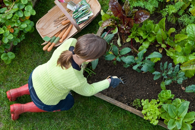 Select the correct size garden for your family, to reduce waste from overproduction.
