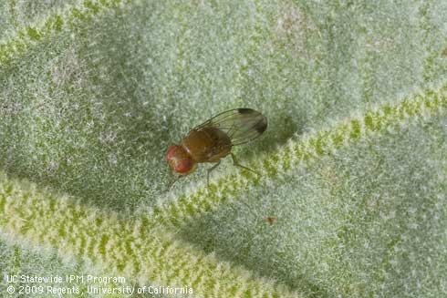 Adult male spotted wing drosophila.  Note the dark spot on the tip of its wings.  (Photo by Larry L. Strand.)