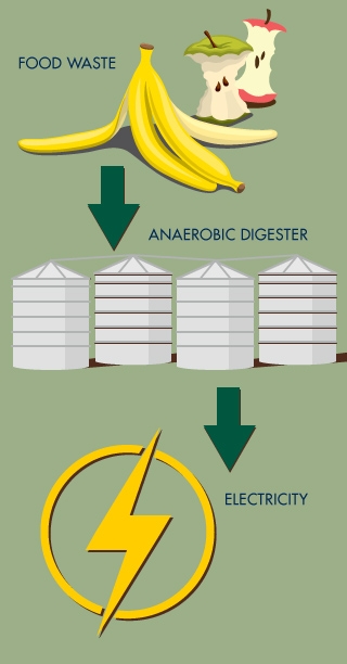 Campus and community food and yard waste will be put inside large, white, oxygen-deprived tanks. Bacterial microbes in the tanks feast on the waste, converting it into clean energy that feeds the campus electrical grid. (graphic: Russ Thebaud/UC Davis)
