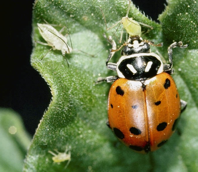 Ladybug Beneficial Insect -- Harvest to Table