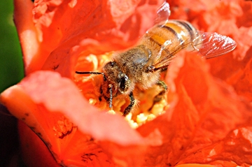Honey bee foraging on a pomegranate blossom. (Photo by Kathy Keatley Garvey)