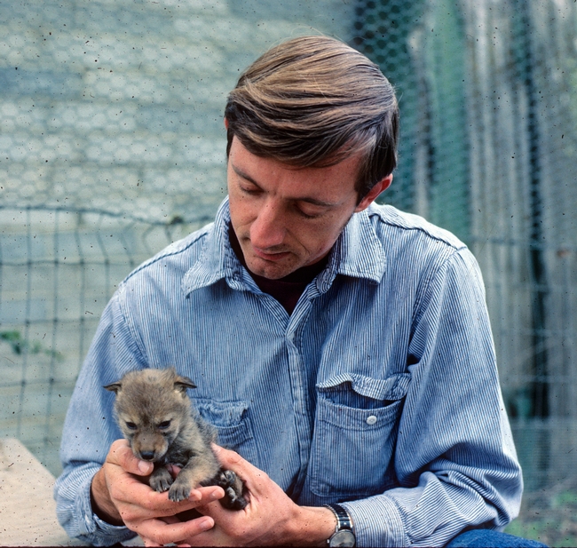 Timm as a graduate student holds a coyote pup.