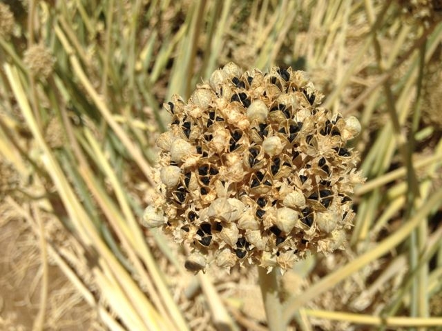Onion umbel with seeds