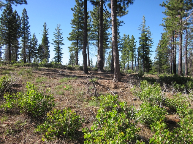 A treated forest has more resilience to high-intensity wildfires.