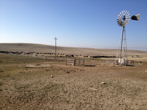 Drought-impacted annual rangeland near Oakdale, Calif. (Photo: Holly George)