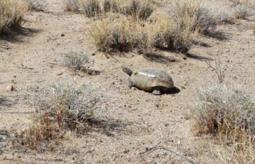 desert tortoise habitat model